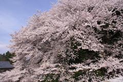 二荒山神社の桜２