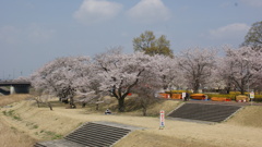 東雲公園の桜２