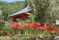 お堂と彼岸花