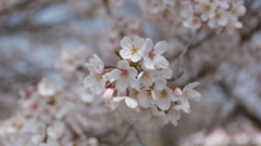 桜のアップ
