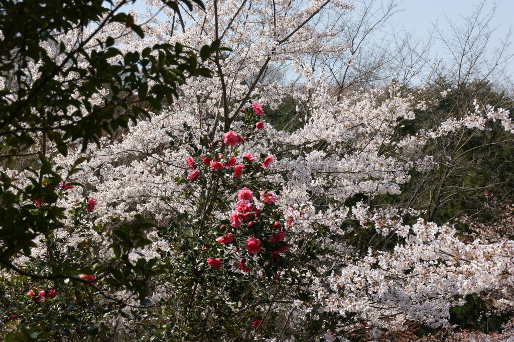 椿と桜