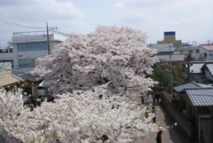 新川の桜１