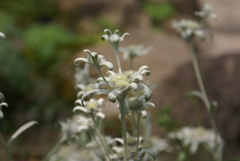 エーデルワイス