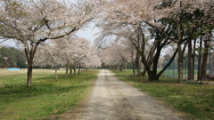 センターの遊歩道