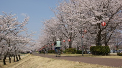 東雲公園の桜７
