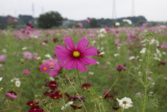 コスモス