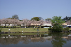 池と桜