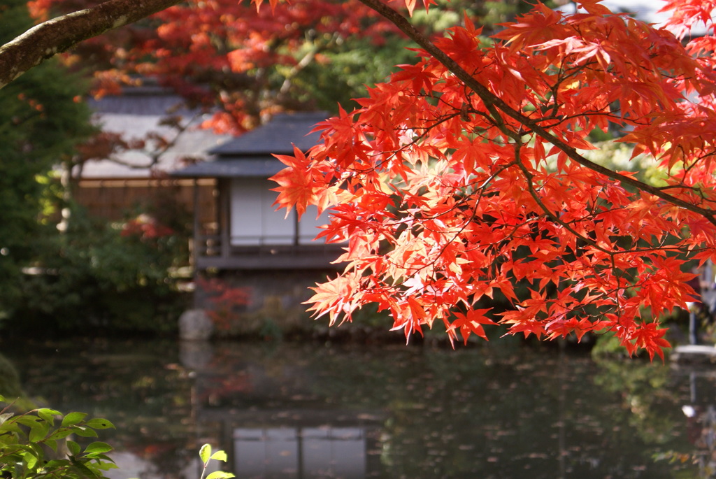 紅葉８
