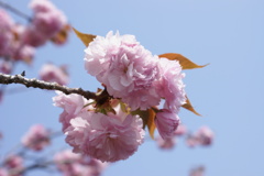 八重桜