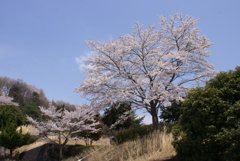 桜を見上げて