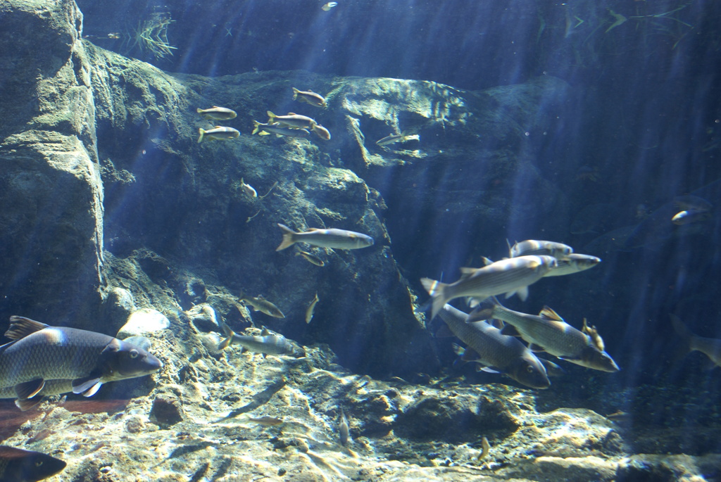 魚