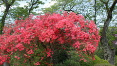 八幡山のツツジ ５