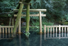 鹿島神宮御手洗池