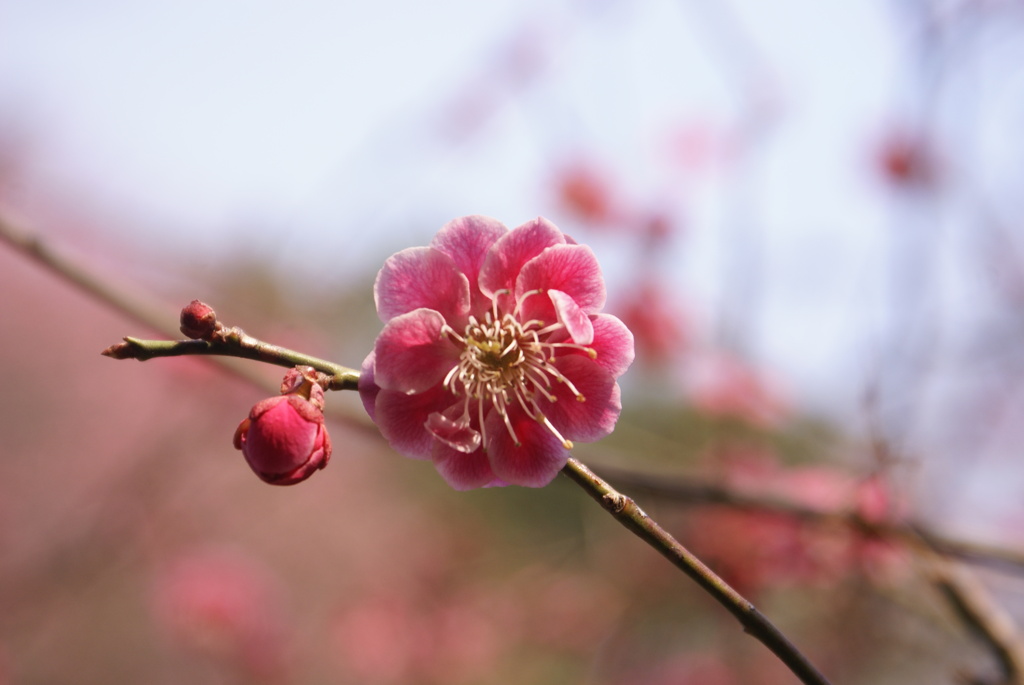 紅梅