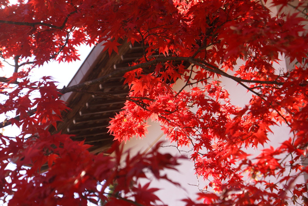 紅葉