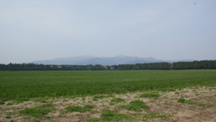 飼料のトウモロコシ畑