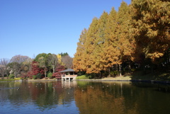 中央公園の昭和大池