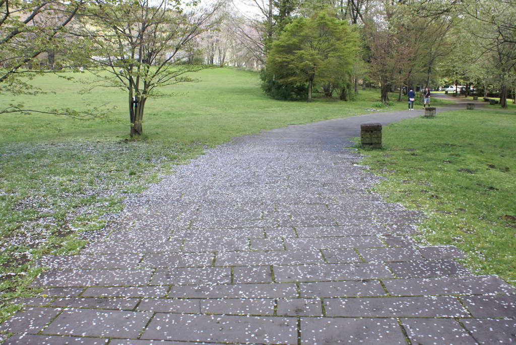 桜が散った遊歩道