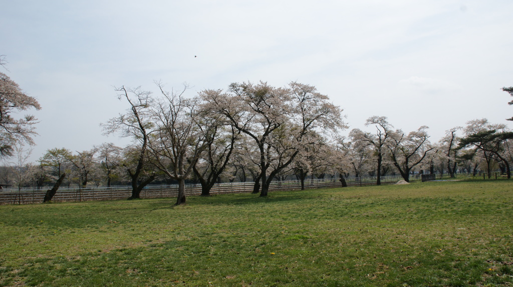 センターの桜
