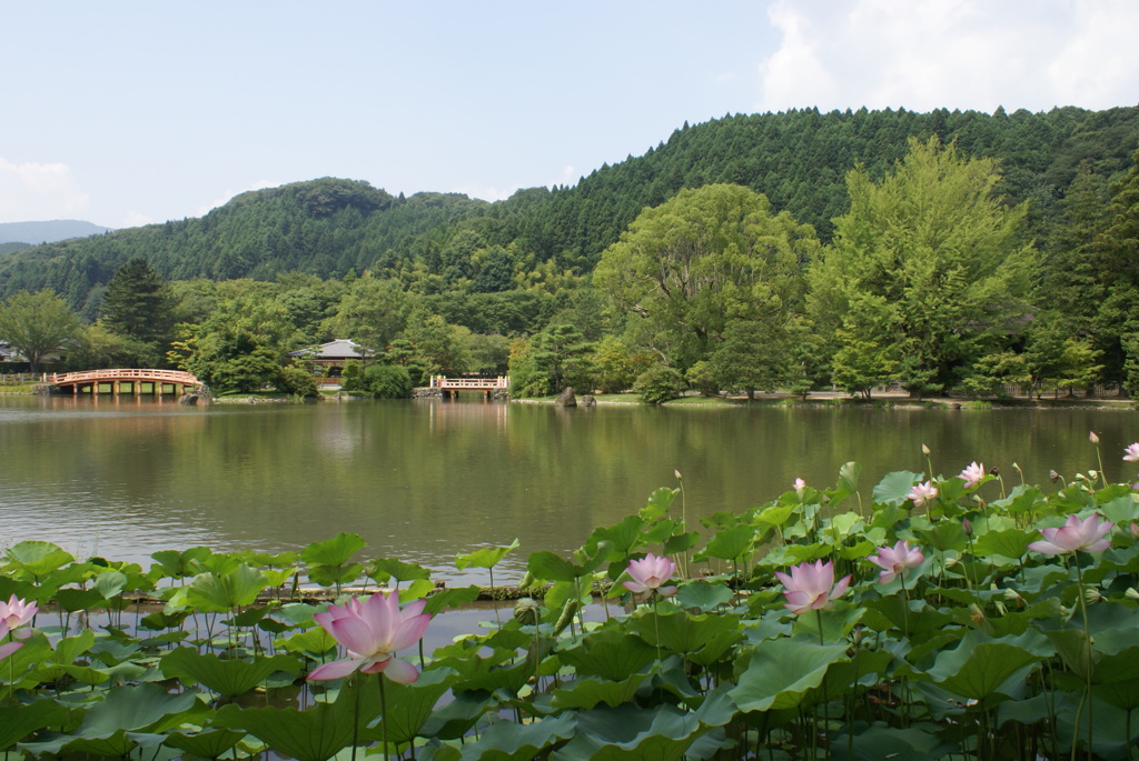 全景