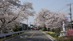 県道の桜
