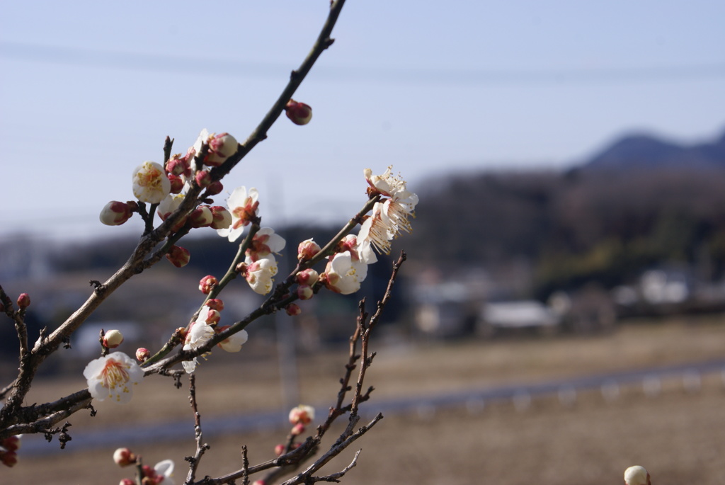 小野口家住宅の梅