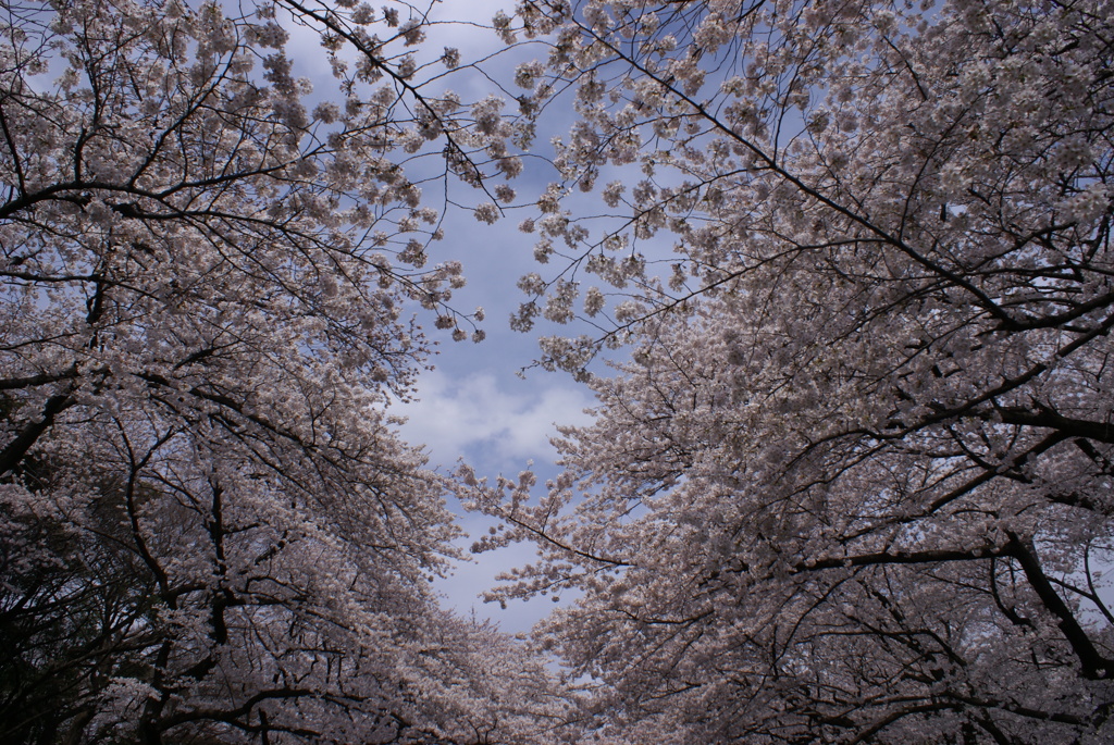 上野の桜