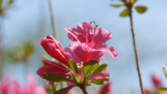 八幡山のツツジ ７