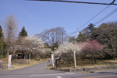 祥雲寺門前の梅