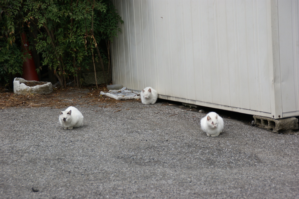 ３匹の猫