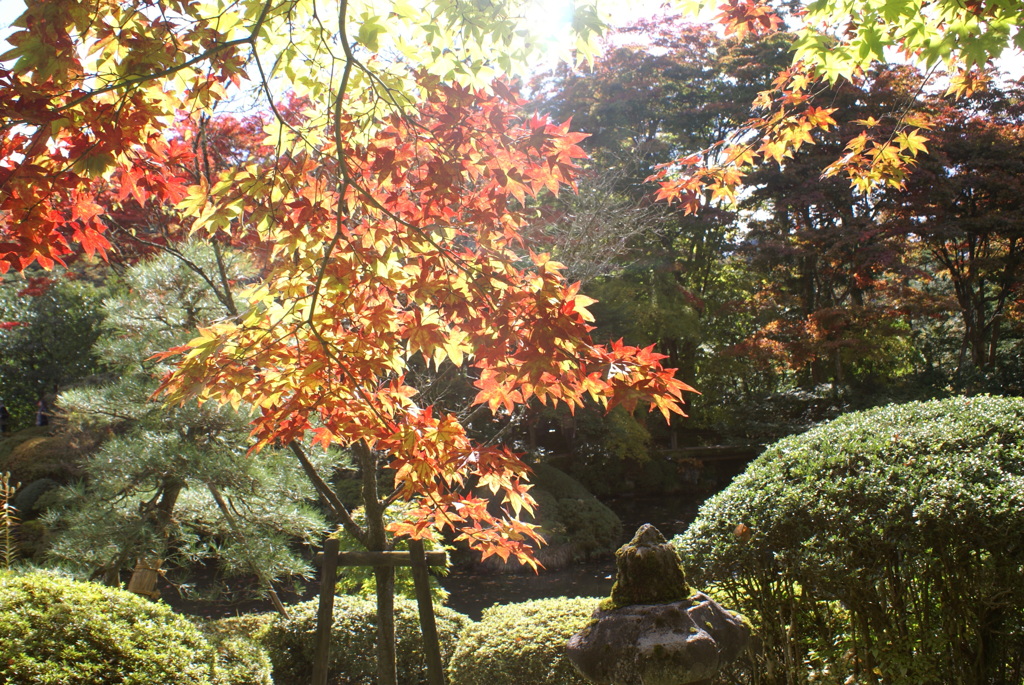 紅葉１