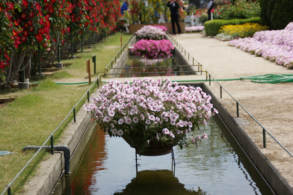水路の花