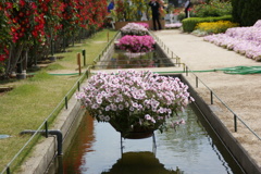 水路の花