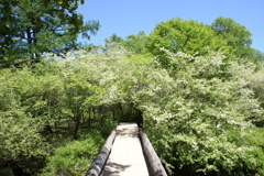 ズミの花と木道