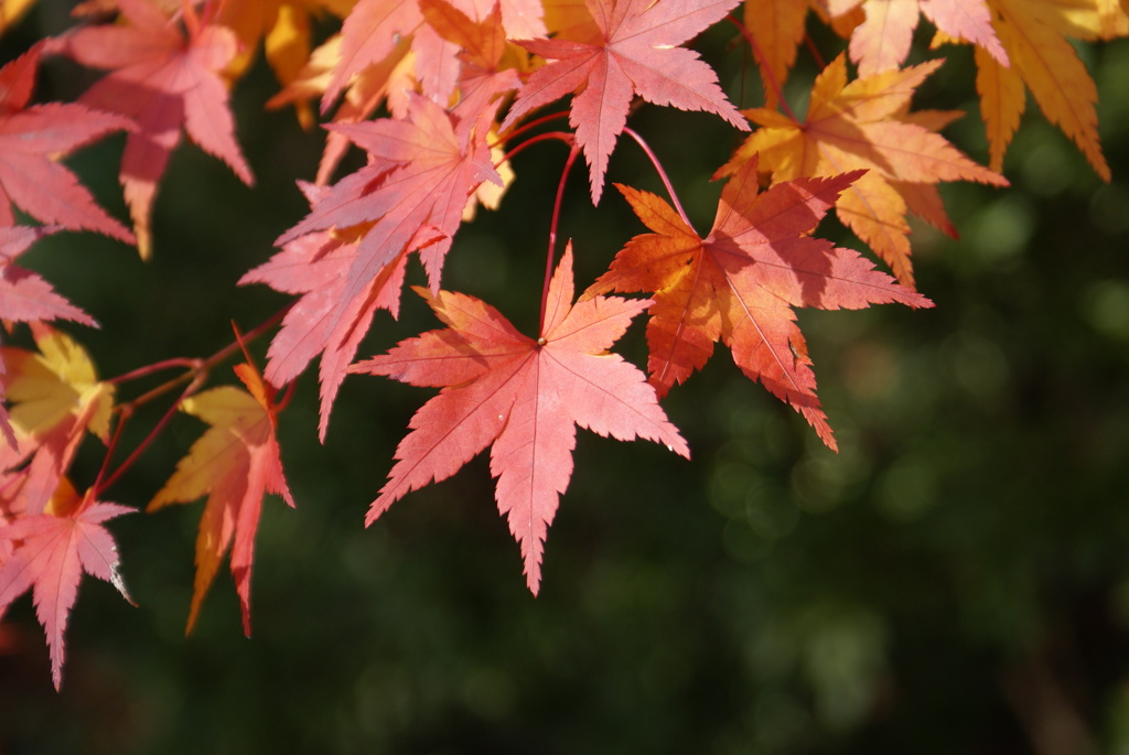 紅葉