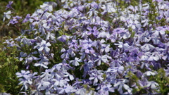 芝桜のアップ２