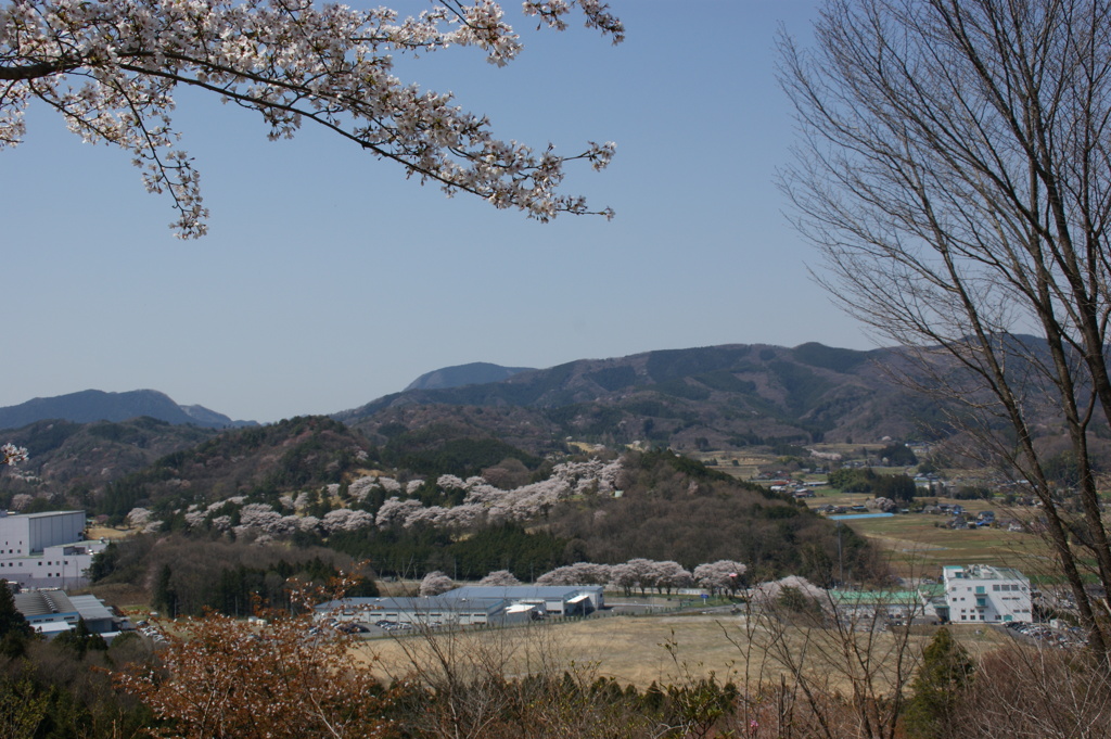 ゴルフ場の桜