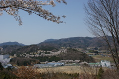 ゴルフ場の桜
