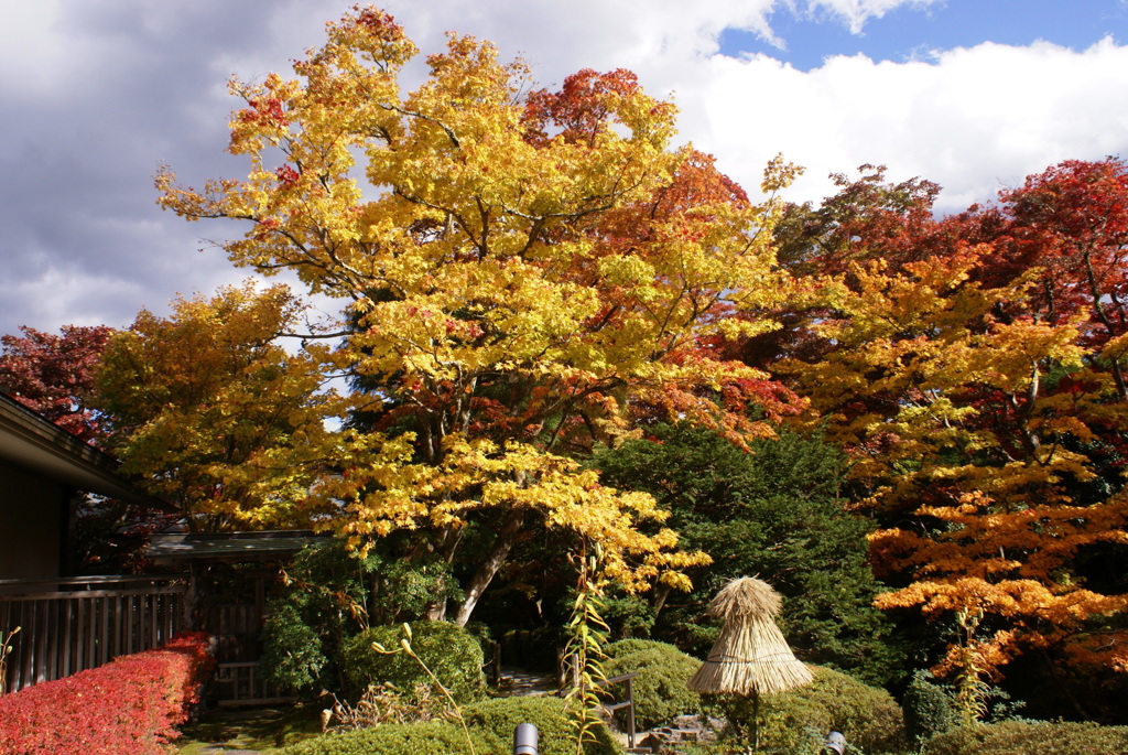 紅葉７