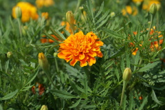 フラワーワールド４