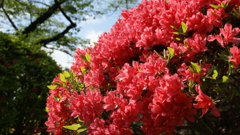 八幡山のツツジ ２