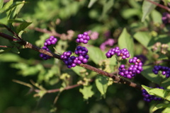 ムラサキシキブ