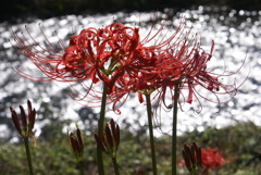 川岸の彼岸花２