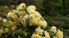 旧古河邸のバラ