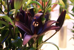 花フェスタ2011　作品８