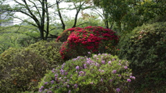 八幡山のツツジ ４