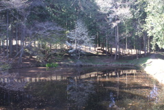 カタクリ山の池