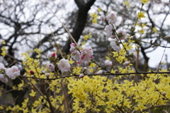 桜とレンギョウ