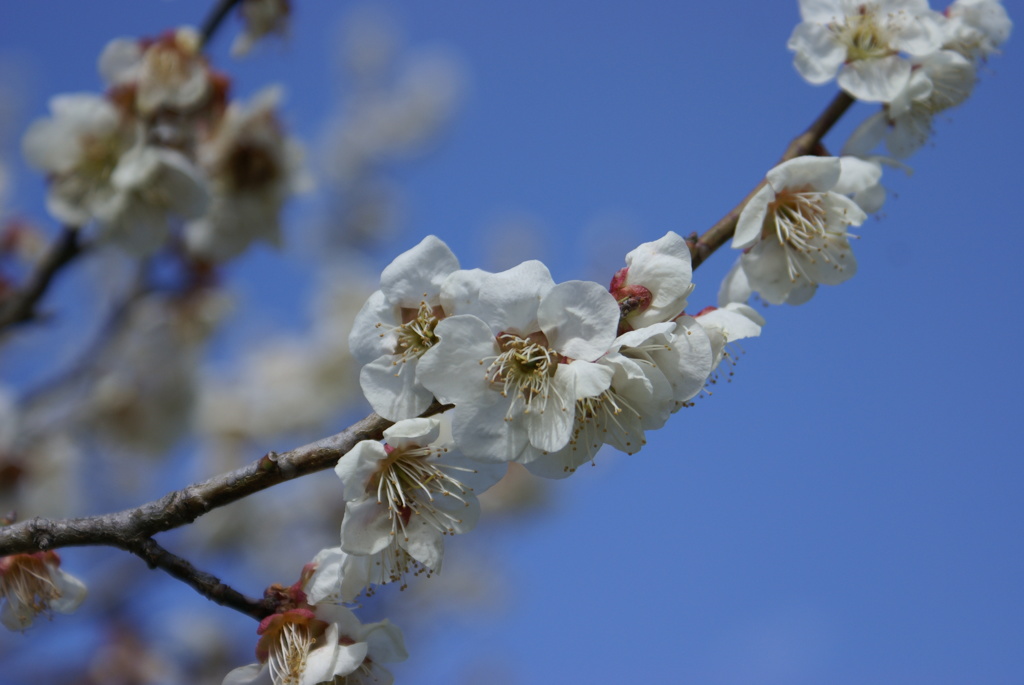 梅の花