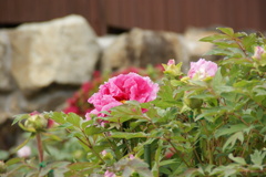 DSC02813
